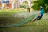 Pavo Real en Hostales San Martín del IRTRA