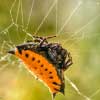 Araña Gasteracantha cancriformis en Guatemala
