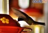 Colibrí bebiendo