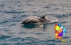 Delfines en Guatemala