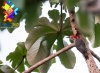 Pájaro Carpintero en Tikal, Petén