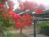 Jardines de la USAC