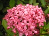 flor
