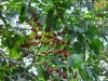 Plantación de Café
