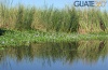 Vegetación en el canal de Chiquimulilla