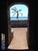 Palmera