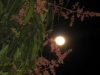 LUNA DE CHIQUIMULA Y FLOR DE MANGO